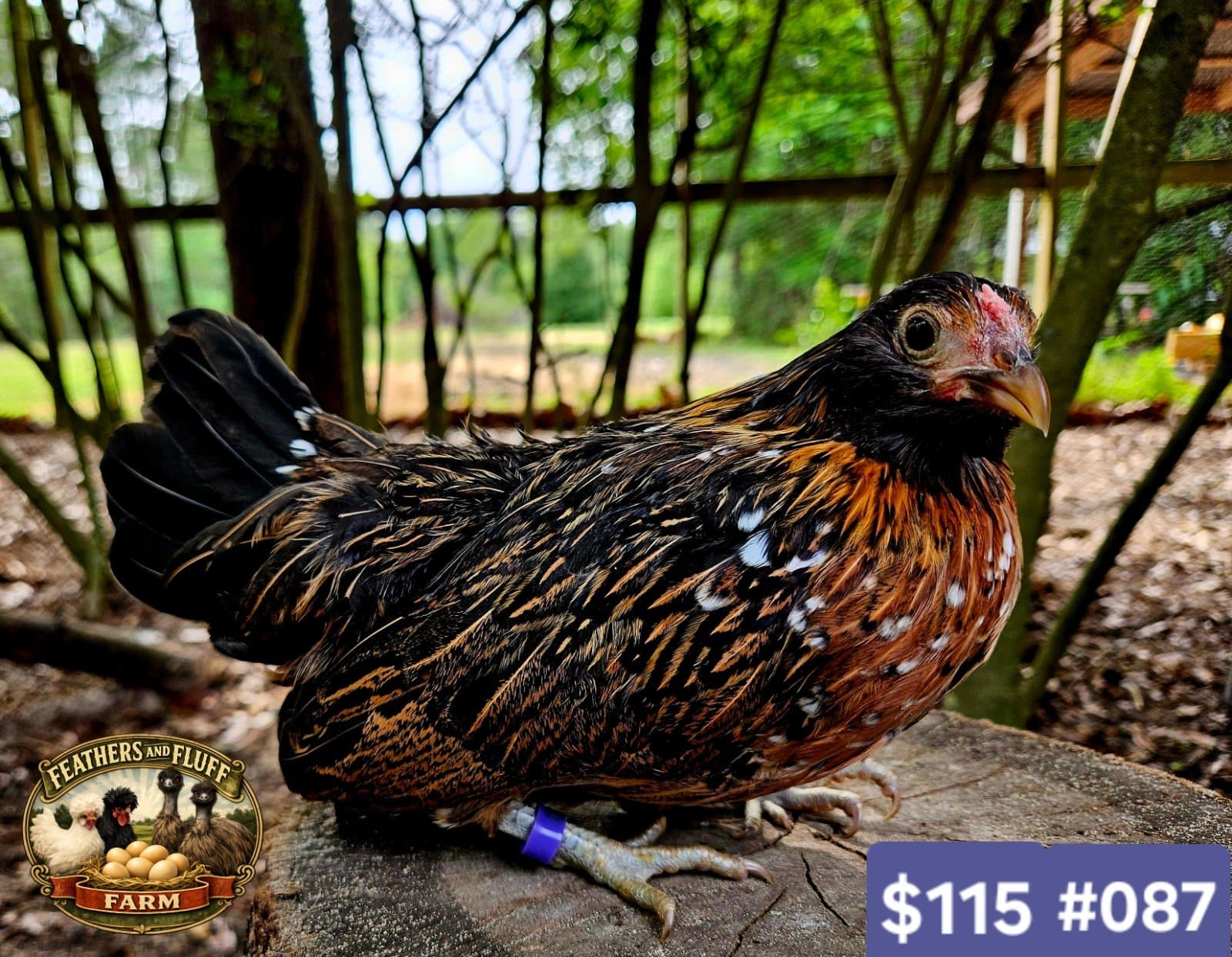 Black/Gold/White Puerto Rican Micro Bantam Kikiriki